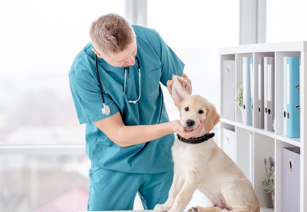 Vet examines retriever puppy