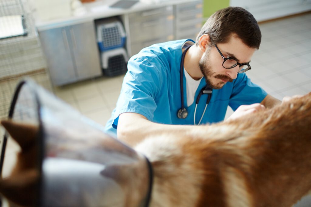 Working as vet