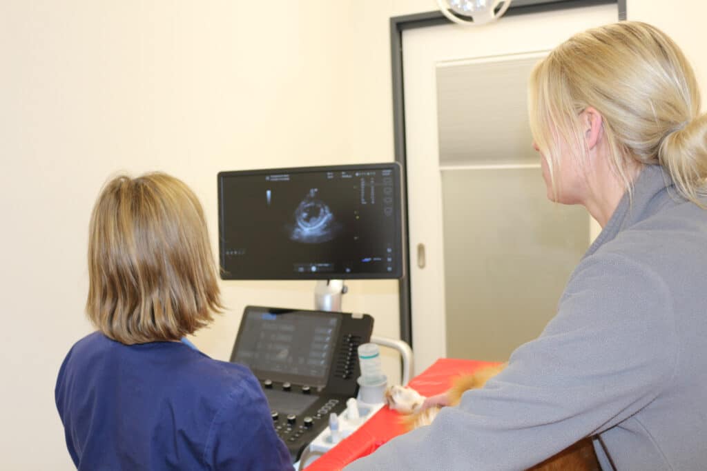 Kardiologie