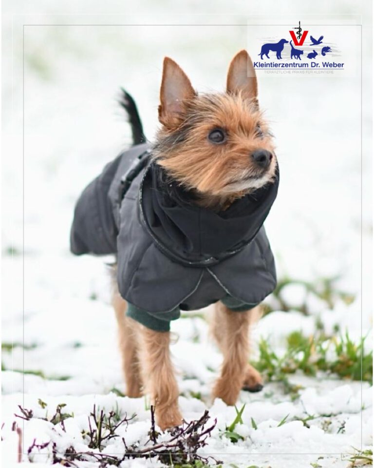 Instagram post from kleintierzentrum_dr.weber. This post is in position 1.