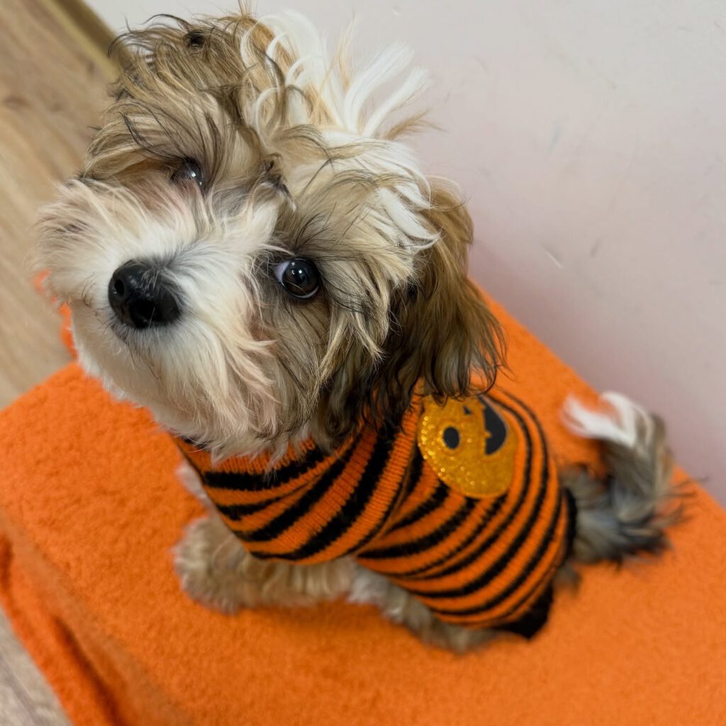 Instagram post from kleintierzentrum_dr.weber. This post is in position 2.