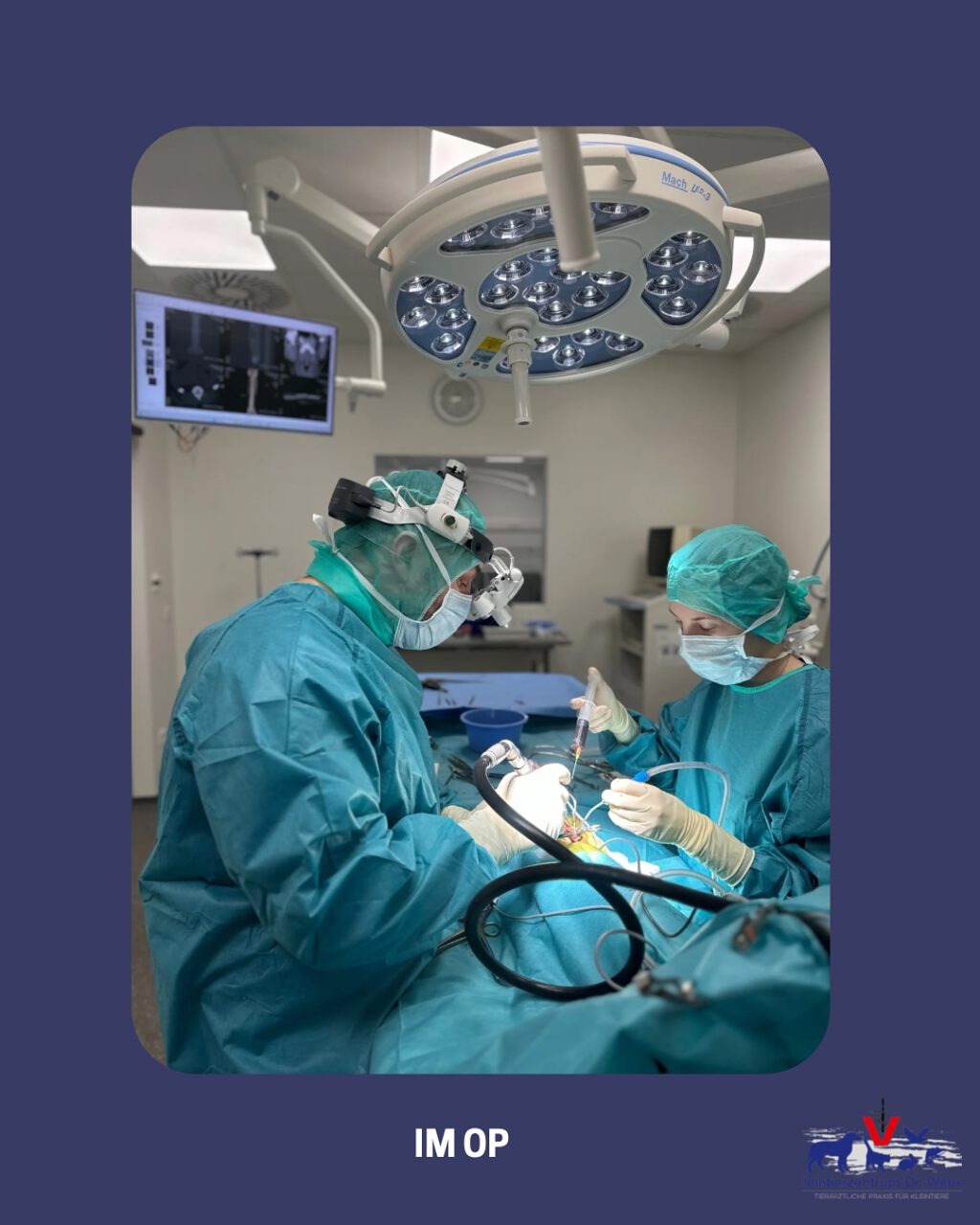 Instagram post from kleintierzentrum_dr.weber. This post is in position 1.