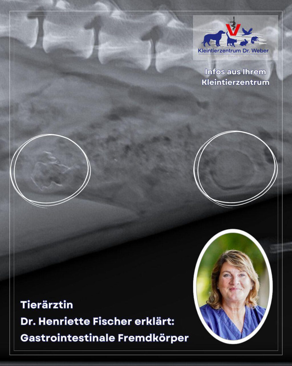 Instagram post from kleintierzentrum_dr.weber. This post is in position 1.