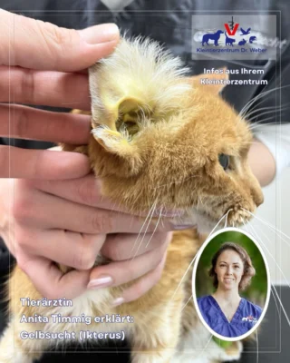 Instagram post from kleintierzentrum_dr.weber. This post is in position 1.