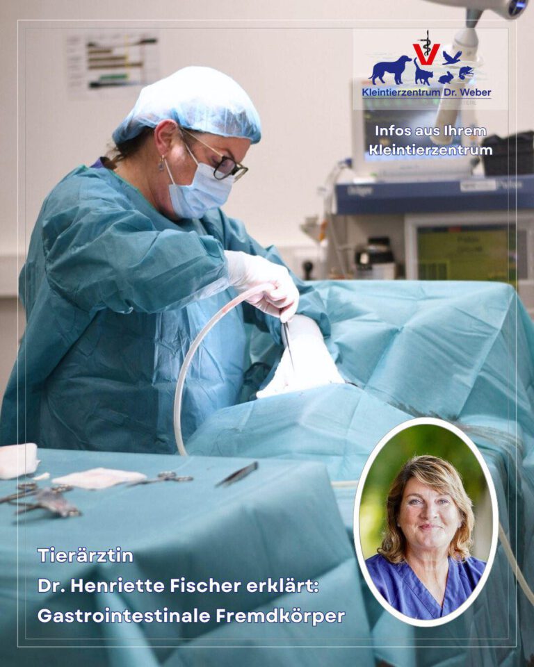 Instagram post from kleintierzentrum_dr.weber. This post is in position 1.