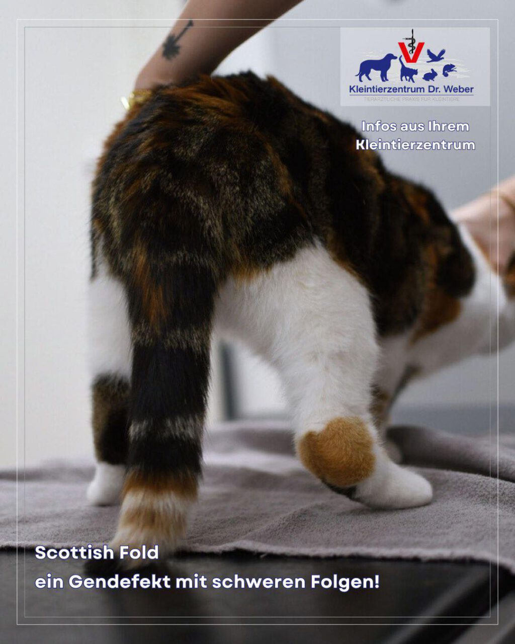 Instagram post from kleintierzentrum_dr.weber. This post is in position 2.