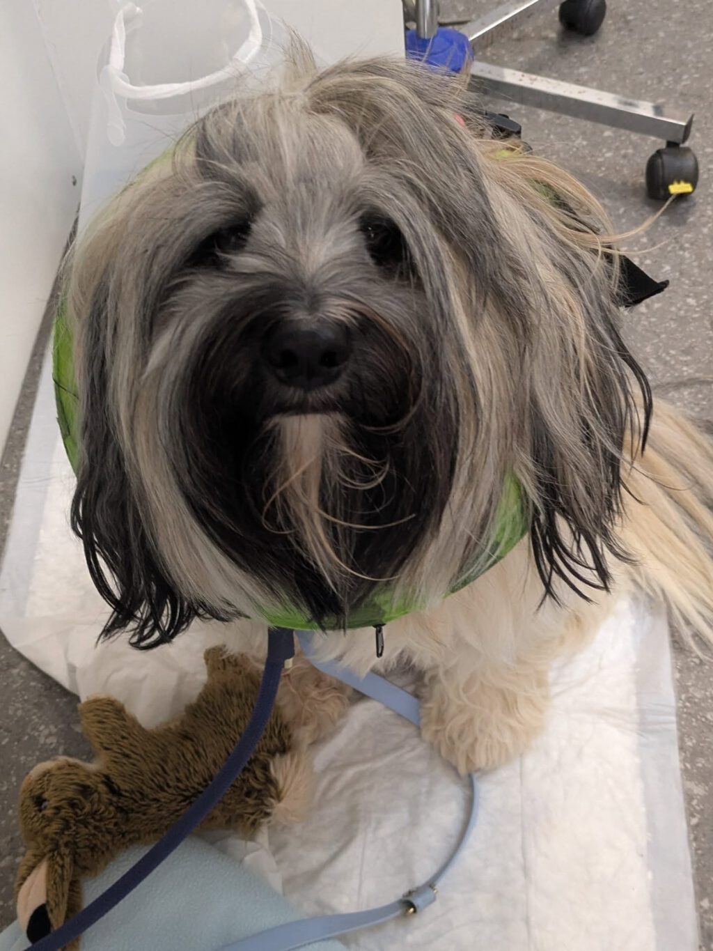 Instagram post from kleintierzentrum_dr.weber. This post is in position 1.