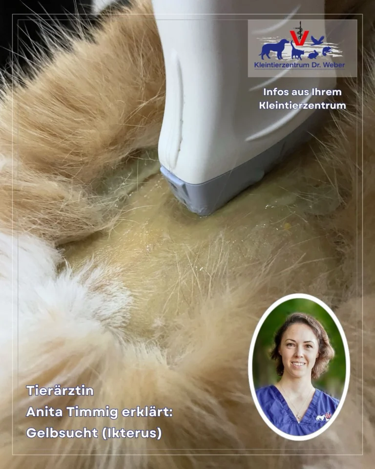 Instagram post from kleintierzentrum_dr.weber. This post is in position 3.