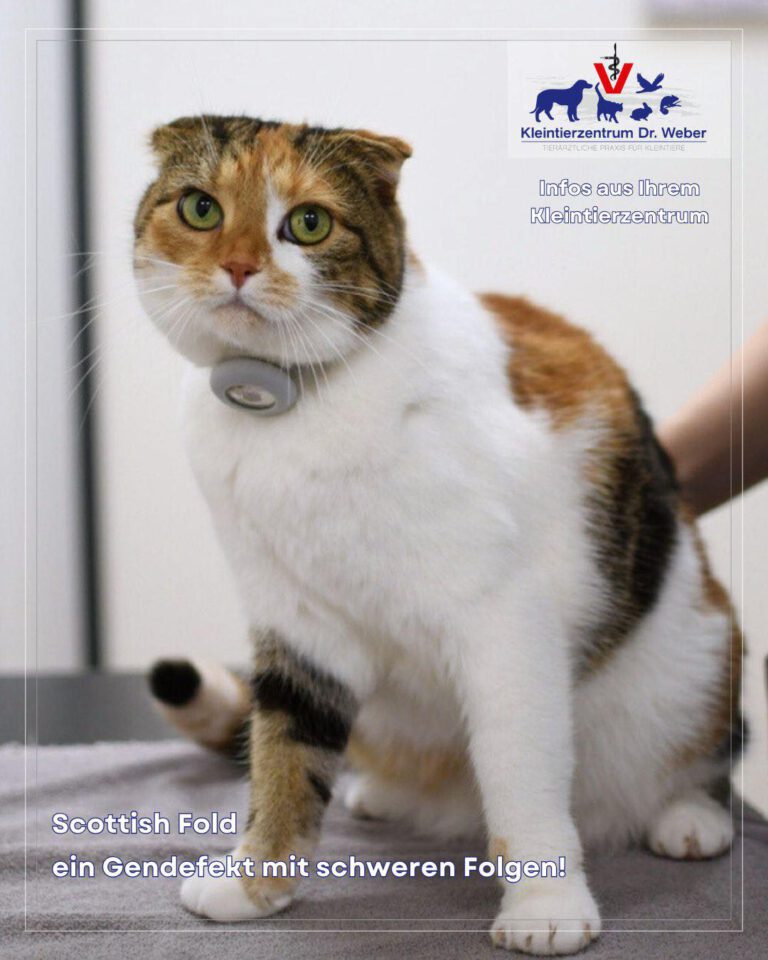 Instagram post from kleintierzentrum_dr.weber. This post is in position 2.