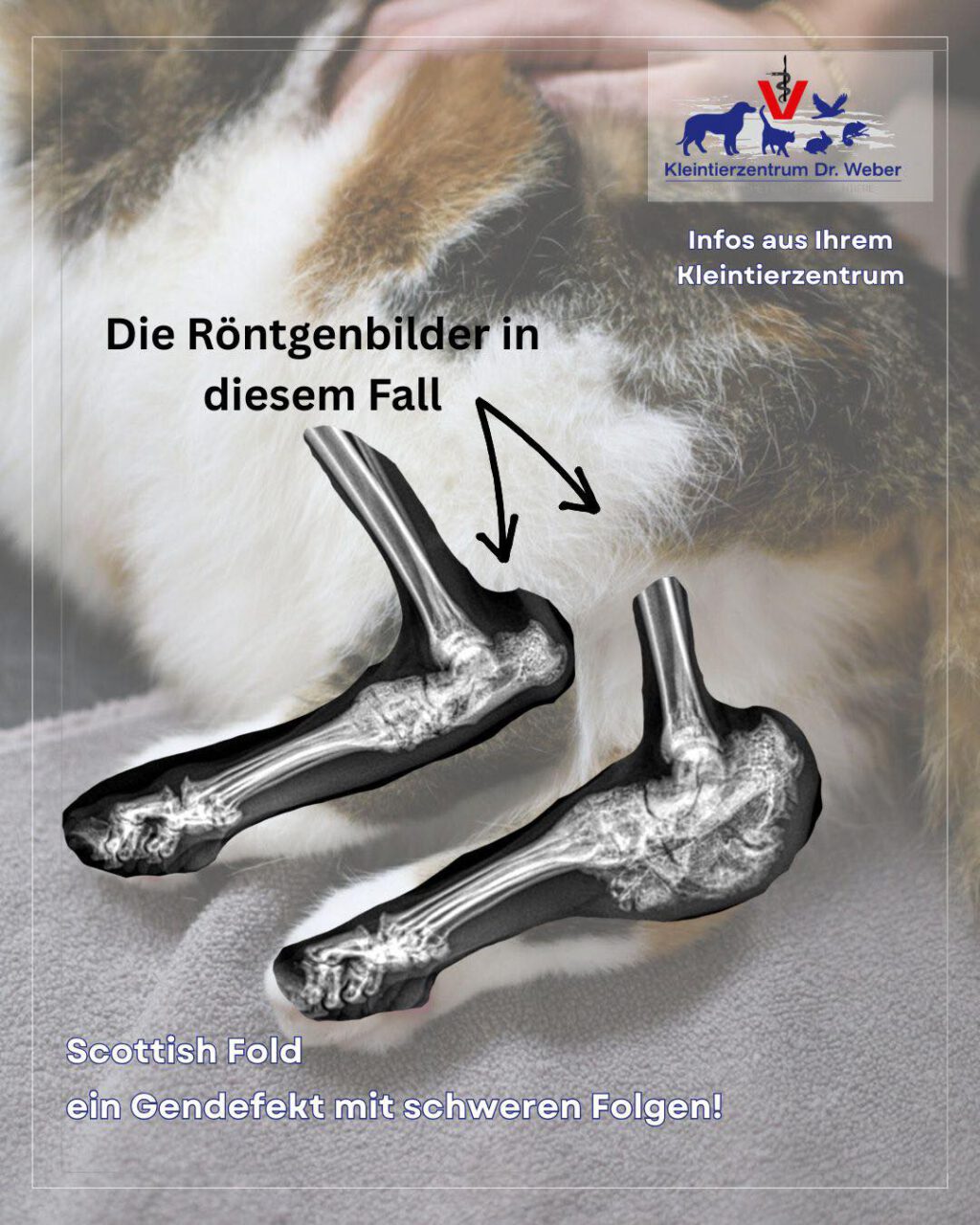 Instagram post from kleintierzentrum_dr.weber. This post is in position 4.