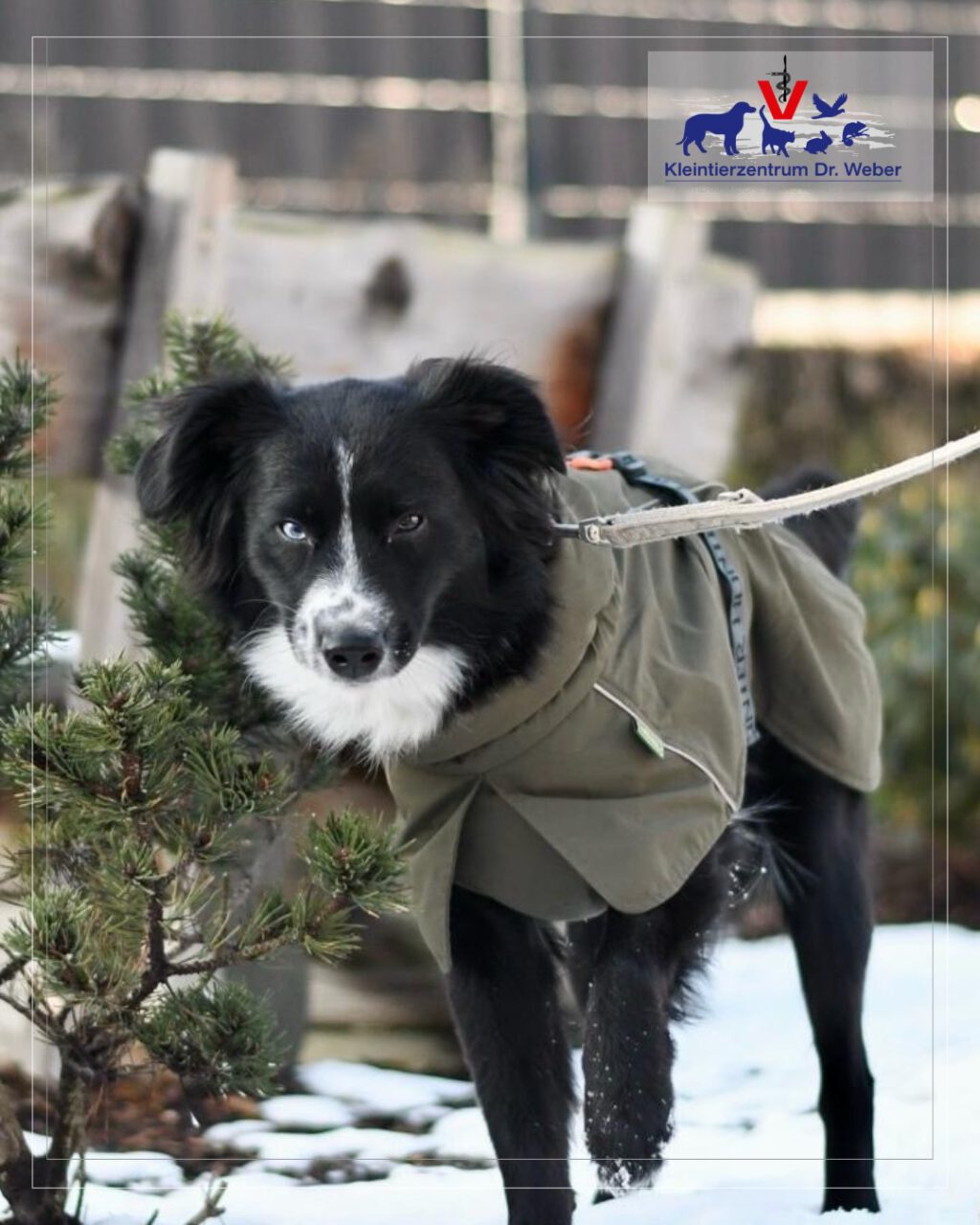 Instagram post from kleintierzentrum_dr.weber. This post is in position 1.