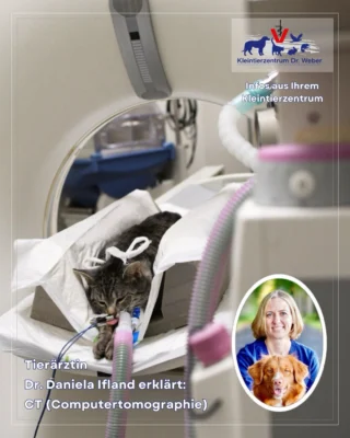 Instagram post from kleintierzentrum_dr.weber. This post is in position 1.