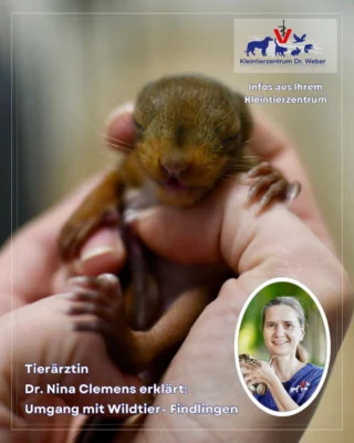 Instagram post from kleintierzentrum_dr.weber. This post is in position 3.