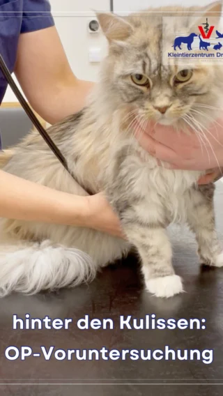 Instagram post from kleintierzentrum_dr.weber. This post is in position 1.