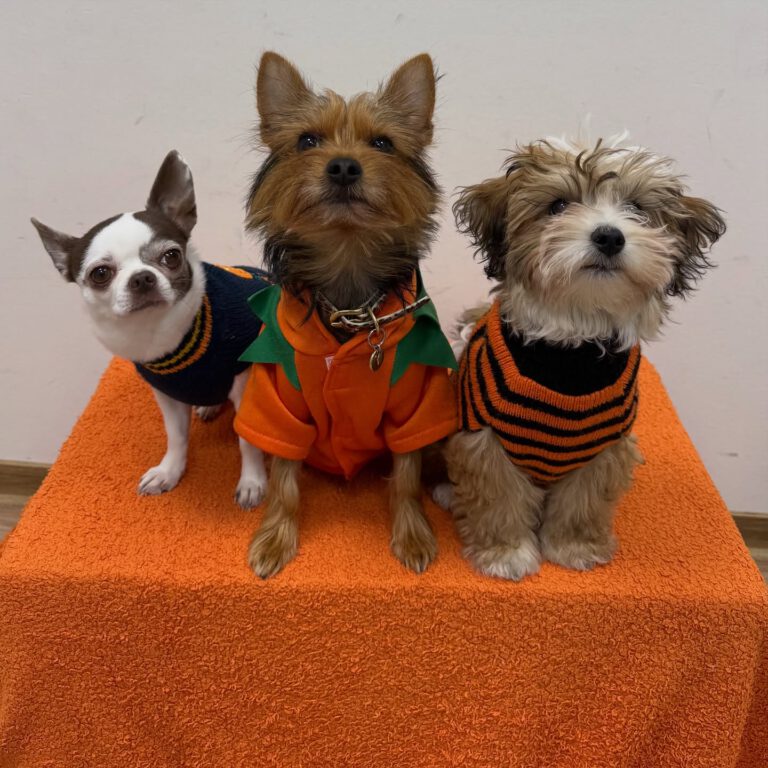 Instagram post from kleintierzentrum_dr.weber. This post is in position 5.