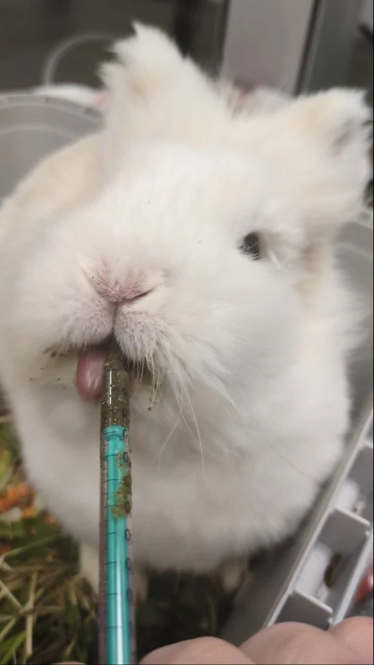 Instagram post from kleintierzentrum_dr.weber. This post is in position 8.