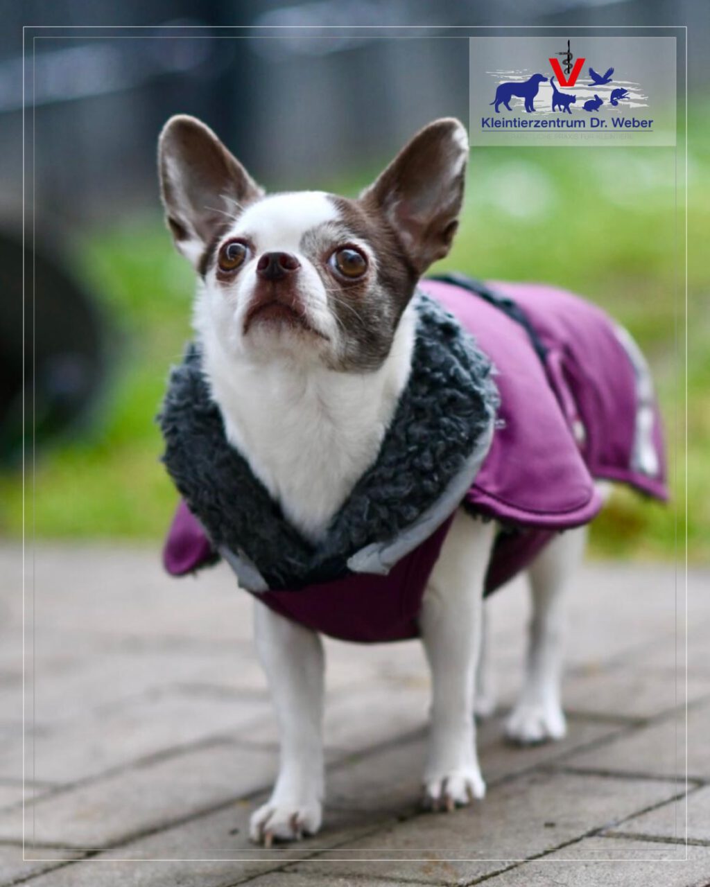 Instagram post from kleintierzentrum_dr.weber. This post is in position 2.