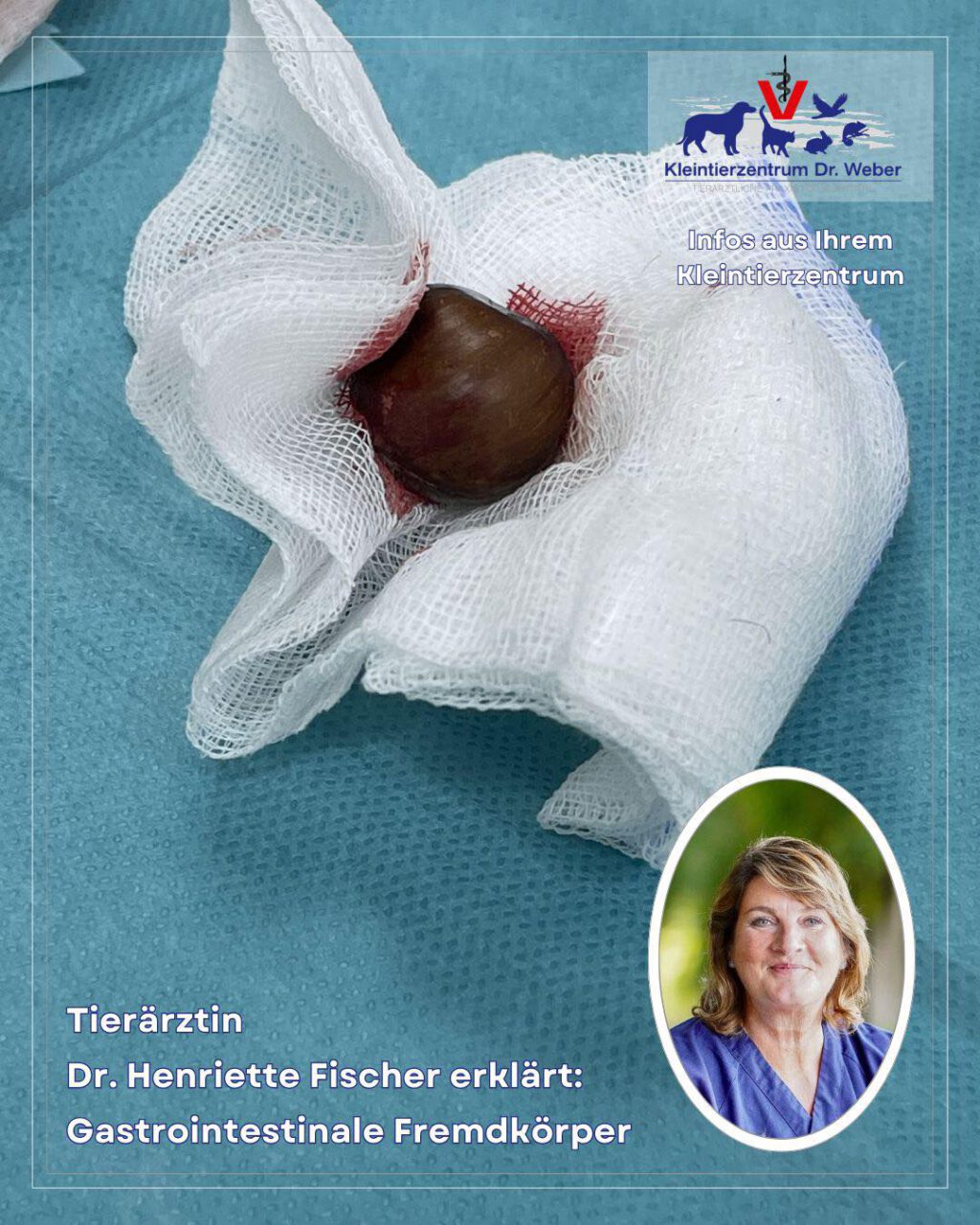 Instagram post from kleintierzentrum_dr.weber. This post is in position 3.