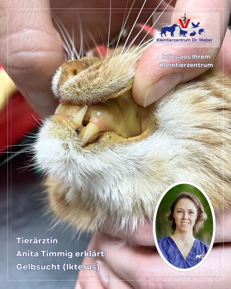 Instagram post from kleintierzentrum_dr.weber. This post is in position 2.