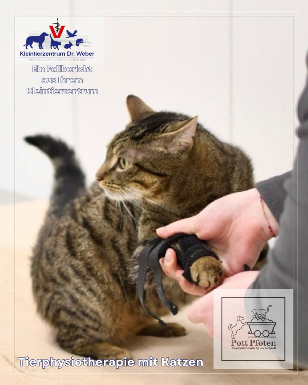 Instagram post from kleintierzentrum_dr.weber. This post is in position 2.