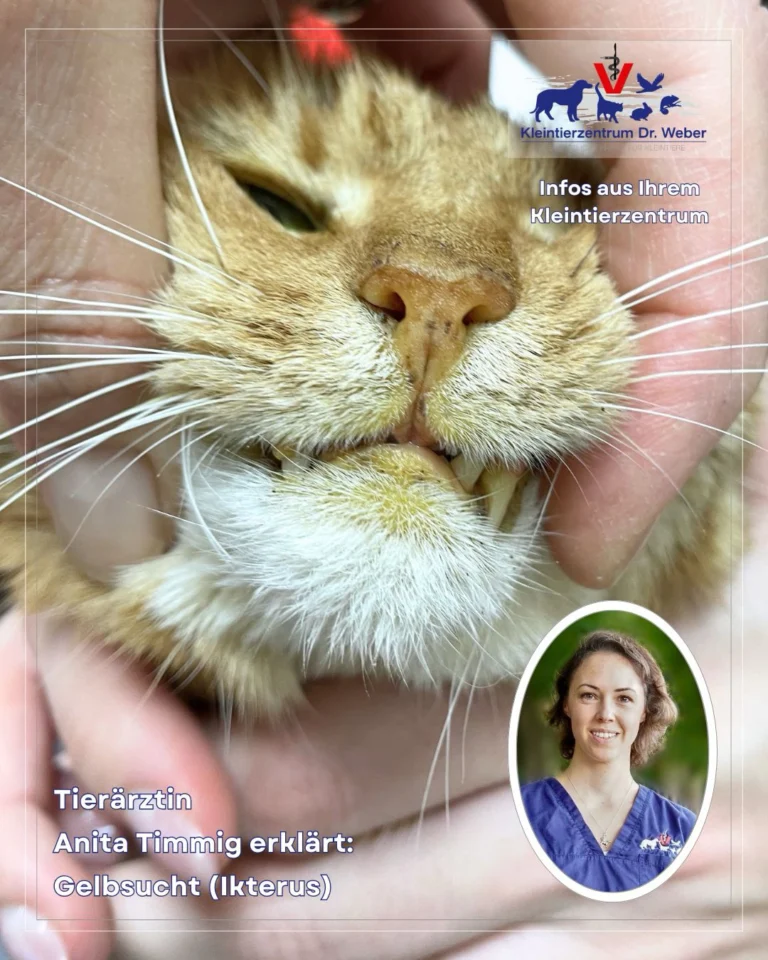 Instagram post from kleintierzentrum_dr.weber. This post is in position 1.