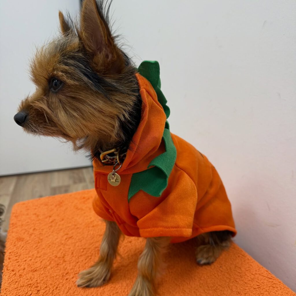 Instagram post from kleintierzentrum_dr.weber. This post is in position 3.