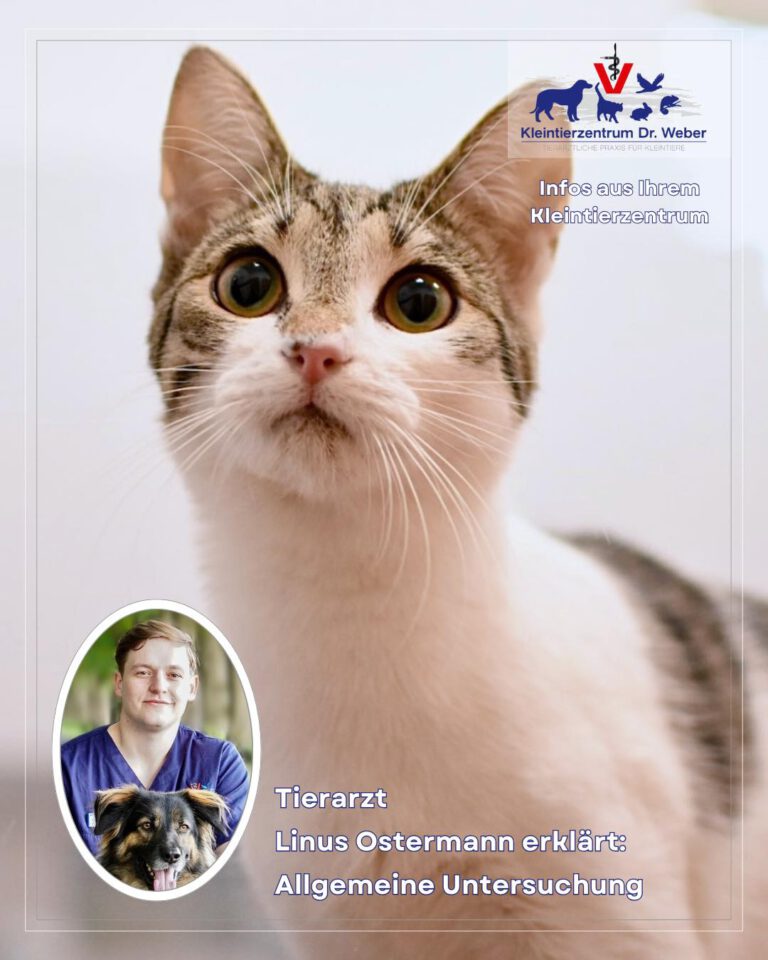 Instagram post from kleintierzentrum_dr.weber. This post is in position 3.