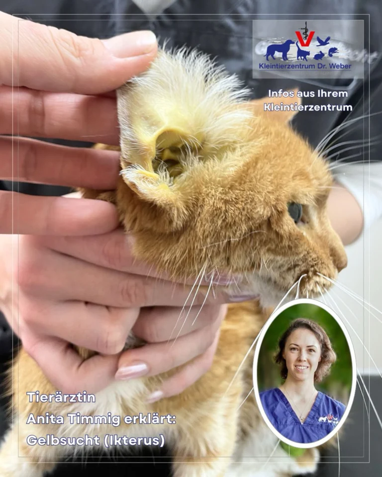 Instagram post from kleintierzentrum_dr.weber. This post is in position 0.