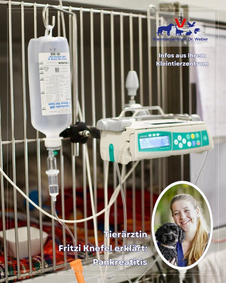 Instagram post from kleintierzentrum_dr.weber. This post is in position 3.